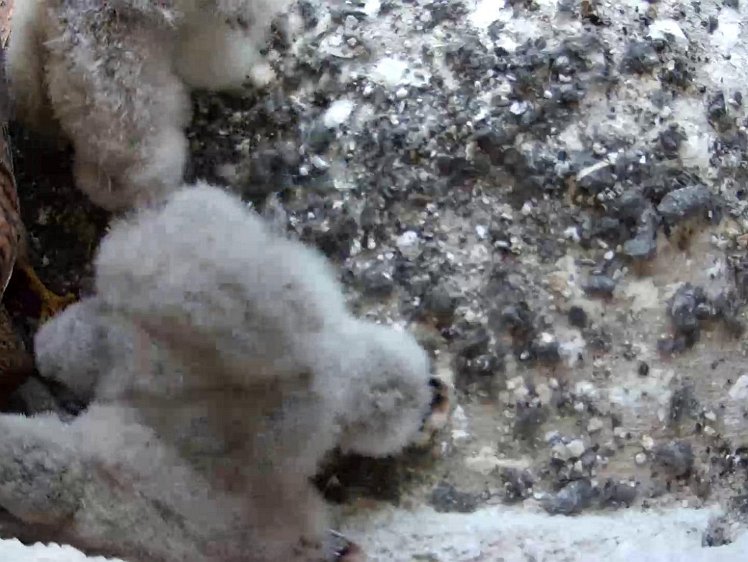 Frame_2021-07-26_12-05-00 12:04 hen arrives with food