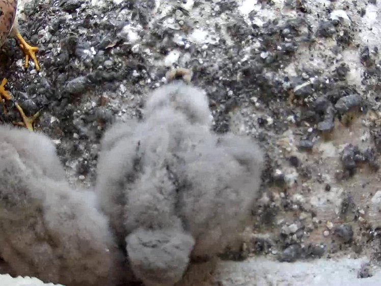 Frame_2021-07-26_12-05-40 12:05 hen brings food