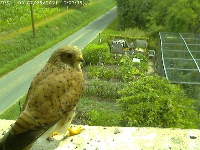 Frame_2021-07-26_12-07-35 12:07 the hen leaving