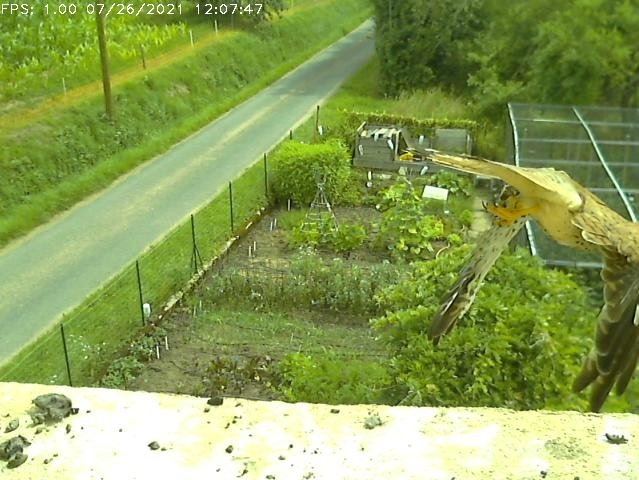 Frame_2021-07-26_12-07-47 12:07 the hen leaving