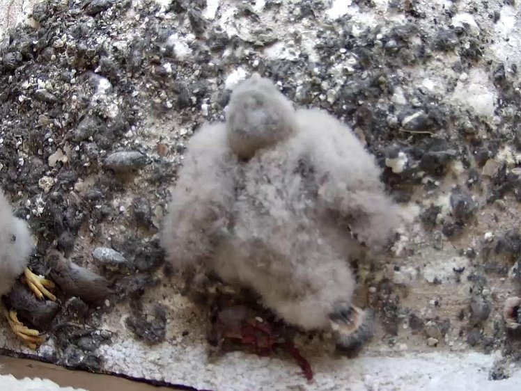 Frame_2021-07-26_12-35-20 12:35 uneaten food