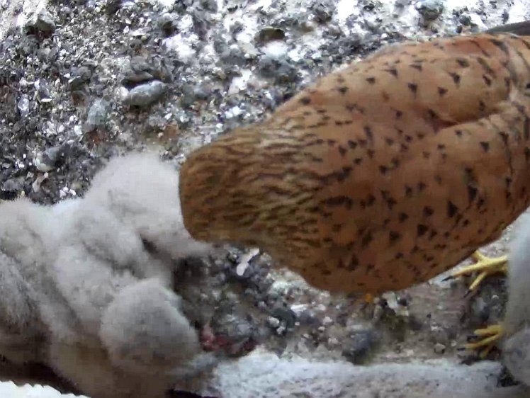 Frame_2021-07-26_12-39-46 12:39 hen brings food and shares out some uneaten food