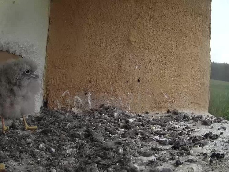 2021-07-27 11-00-31 video 11:00 cock brings food