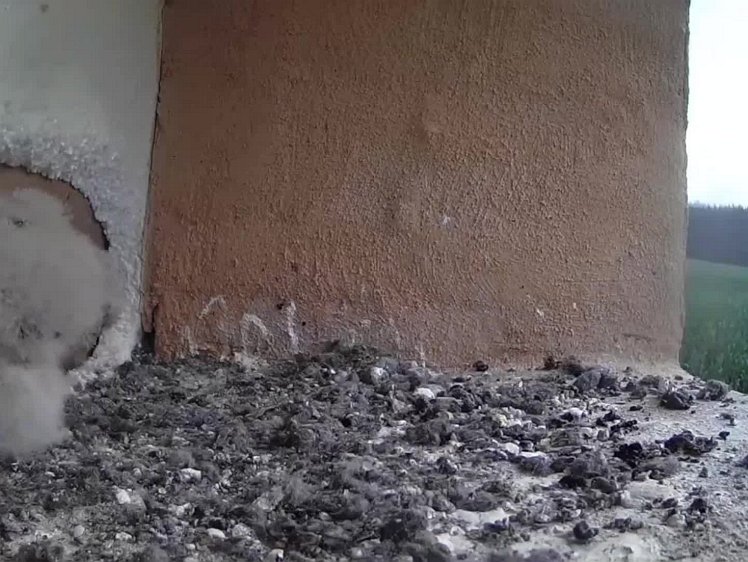 20210727_091450_edit1-0902 video 09:02 excreting and flexing wings