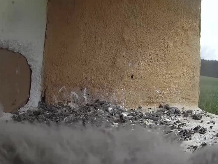 20210727_122112_edit1-1124 video 11.20 cock brings food