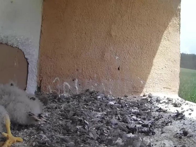 20210727_122603_edit1-1220 video 12:20 cock again brings food