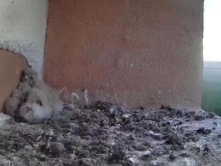 3_TimeLapse_2021-07-27_0630-0645 timelapse video 06:30 - 06:45 getting their own breakfast