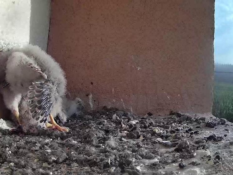 Frame_2021-07-27_07-15-39 07:15 wing feathers