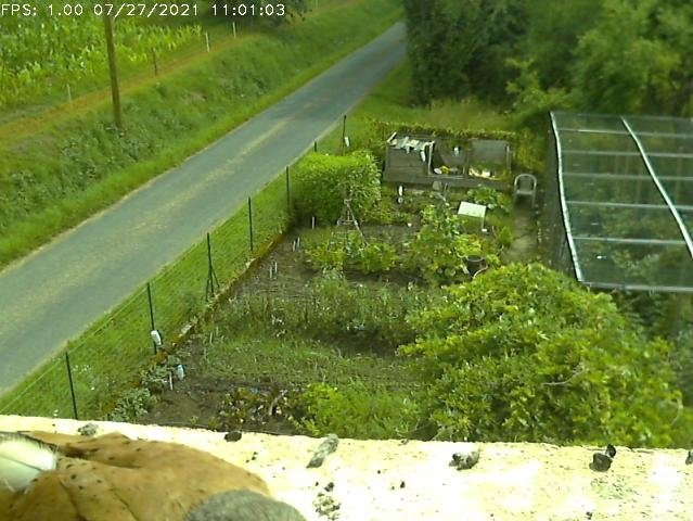 Frame_2021-07-27_11-01-03 11:01 cock brings food