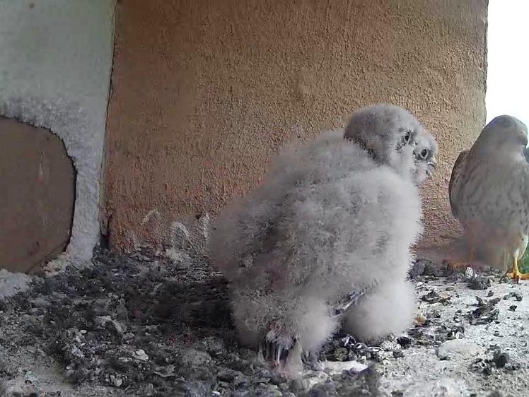 Frame_2021-07-27_11-24-06 11:24 cock brings food