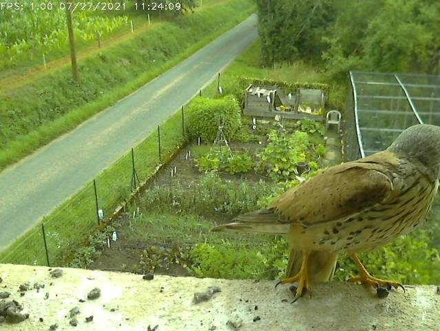 Frame_2021-07-27_11-24-09 11:24 cock arrives