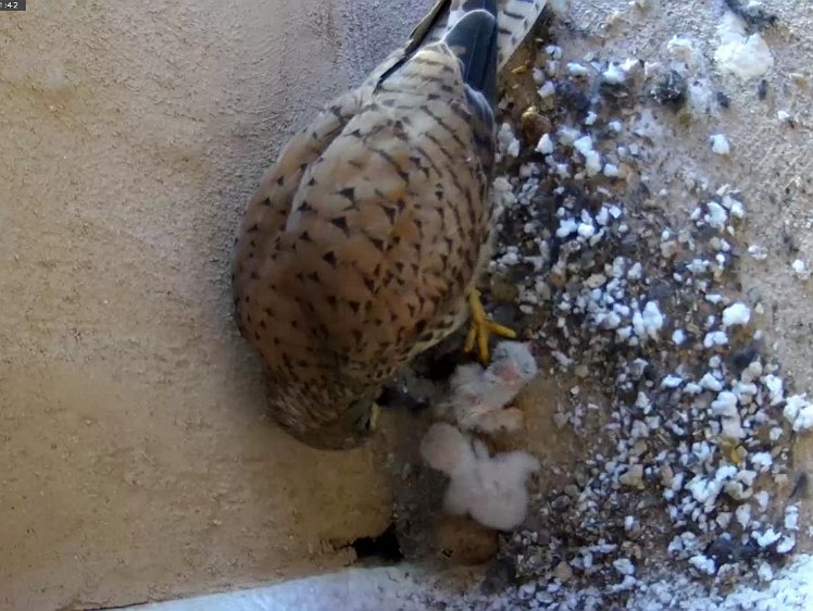 Frame_2021-07-10_06-21-42 First view of the new chick and the last egg with a small hole