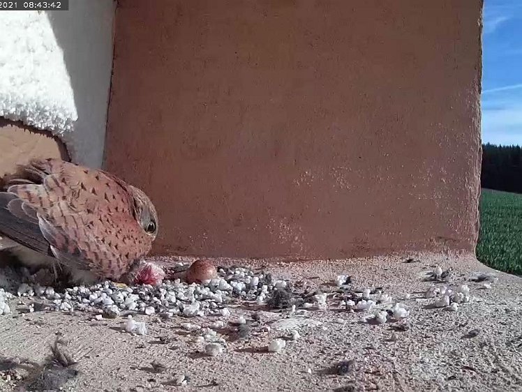 Frame_2021-07-10_08-43-42 Two hours later the last egg hatches