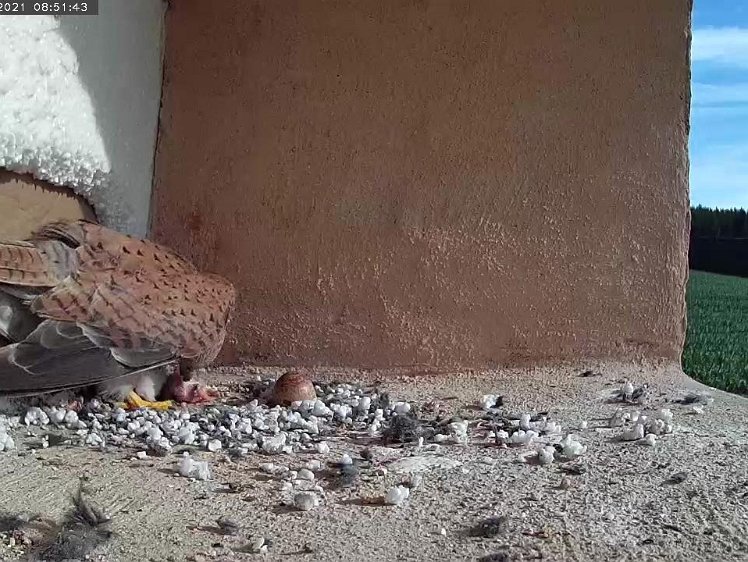 Frame_2021-07-10_08-51-43 Two hours later the last egg hatches