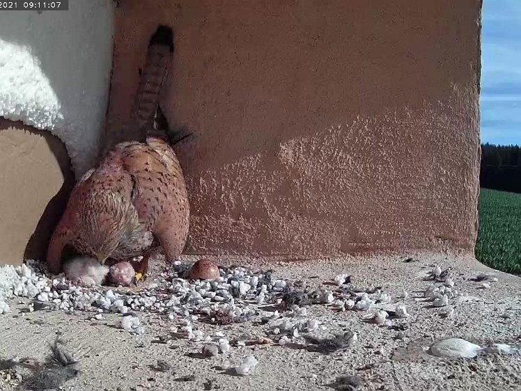 Frame_2021-07-10_09-11-07 9:11 The last chick still doesn't show down