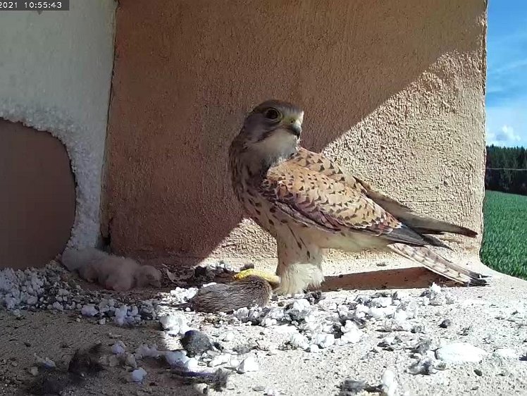 Frame_2021-07-10_10-55-43