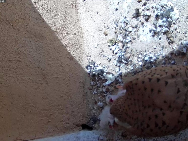 Frame_2021-07-10_11-00-47 Feeding