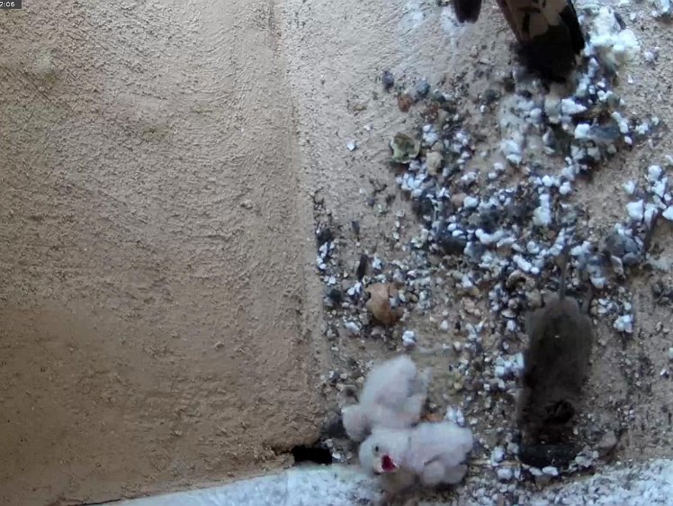 Frame_2021-07-10_13-22-06 13:22 Vole and chicks