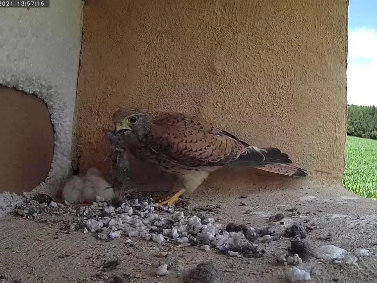 Frame_2021-07-10_13-57-16 13:57 Yet another vole