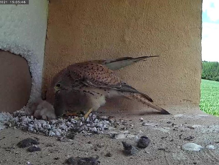 Frame_2021-07-10_15-05-46 15:05 Another vole