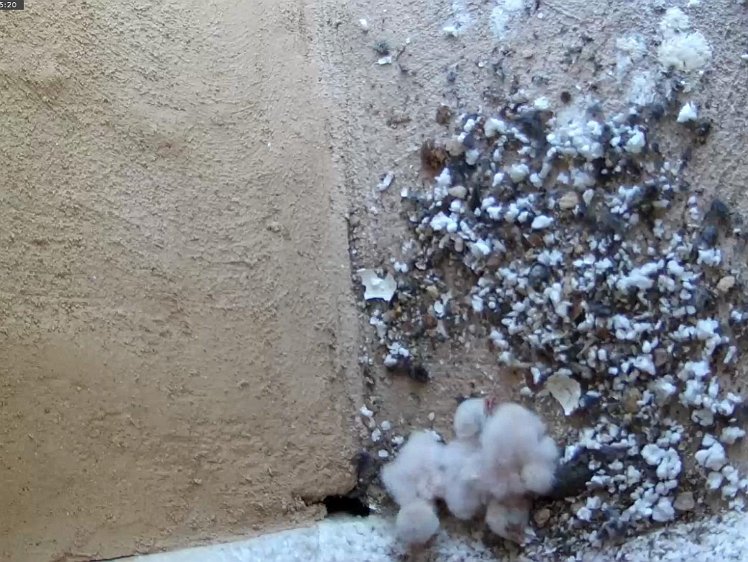 Frame_2021-07-10_15-35-20 Three chicks