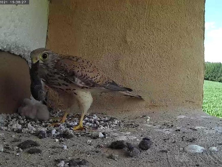 Frame_2021-07-10_15-38-27 15:38 Yet another vole Some of each vole is eaten but the rest is stored near the camera. The flies are noticing!