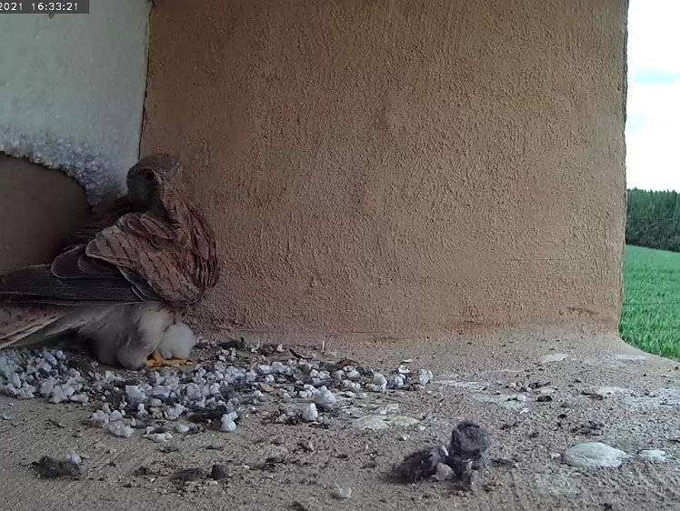 Frame_2021-07-10_16-33-21 Something hiding under my skirt?