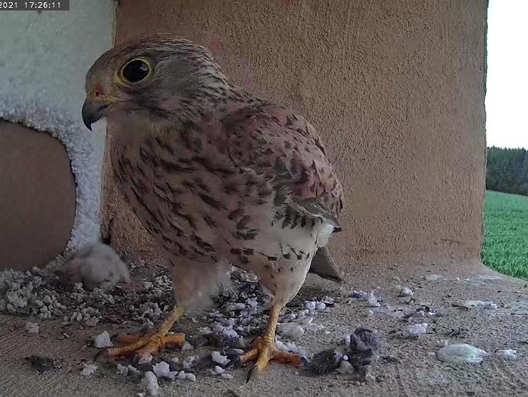 Frame_2021-07-10_17-26-11