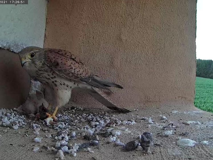 Frame_2021-07-10_17-26-51 Vole food