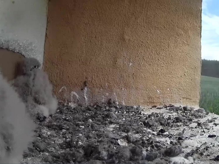 20210728_121734_edit1-1150 video 11:50 cock brings food (13")