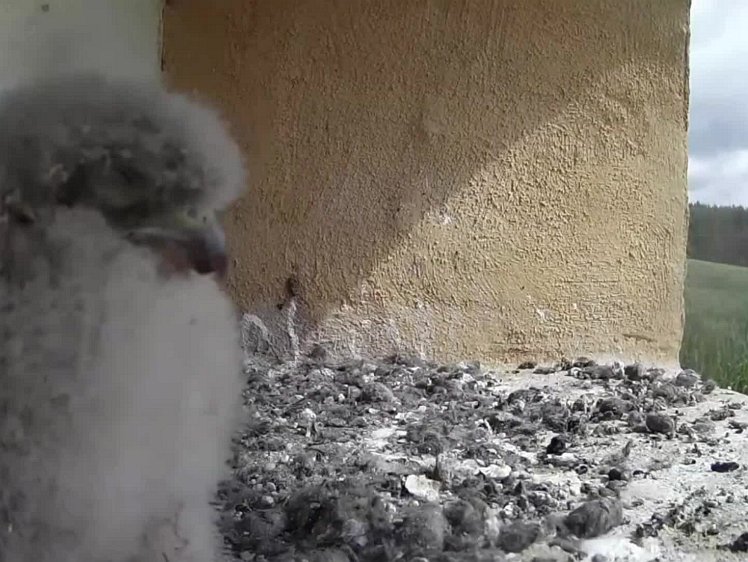 20210728_121956_edit1-1105 video 11:05 cock brings food (24")