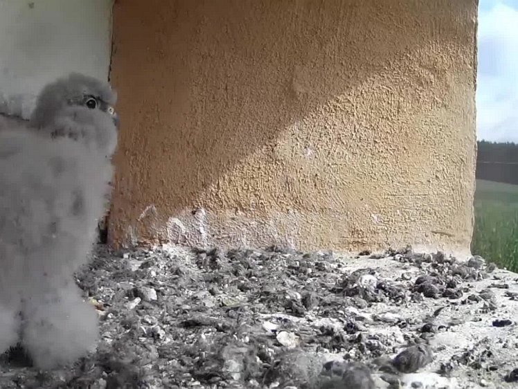 20210728_122832_edit1-1042 video 10:43 cock brings food (52")