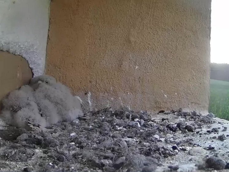 20210728_124112_edit1-0611 video 06:11 first food of the day brought by the cock (21")