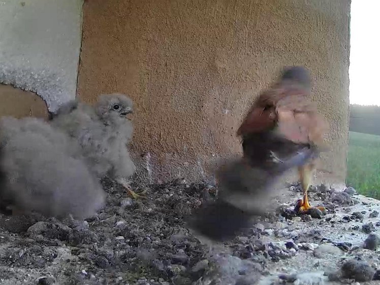 Frame_2021-07-28_06-11-09 06:11 first food of the day brought by the cock