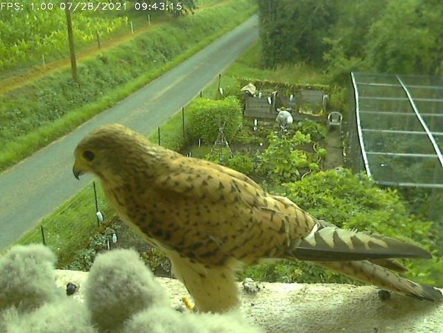 Frame_2021-07-28_09-43-15 09:43 hen brings food