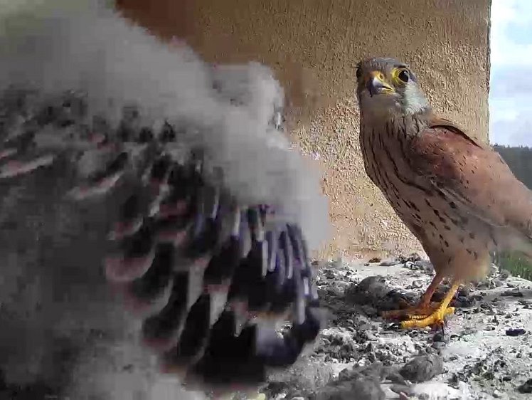 Frame_2021-07-28_10-42-35 10:43 cock brings food