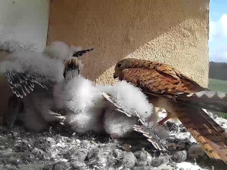 Frame_2021-07-28_10-44-01 10:44 hen brings food and feeding chicks