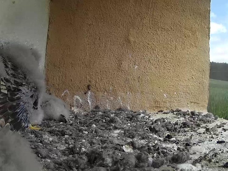 Frame_2021-07-28_11-40-11 11:40 feathers