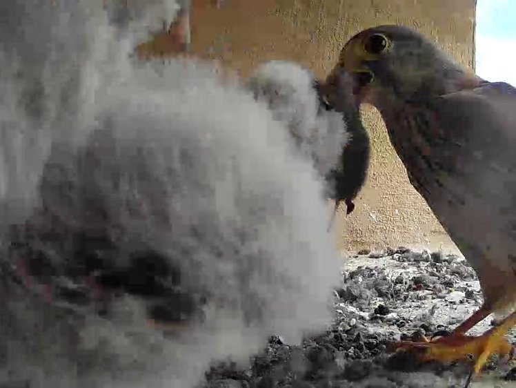 Frame_2021-07-28_11-50-57 11:50 cock brings food