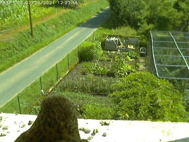 Frame_2021-07-28_12-23-56 12:23 the hen arrives with food and stays a long time feeding the chicks