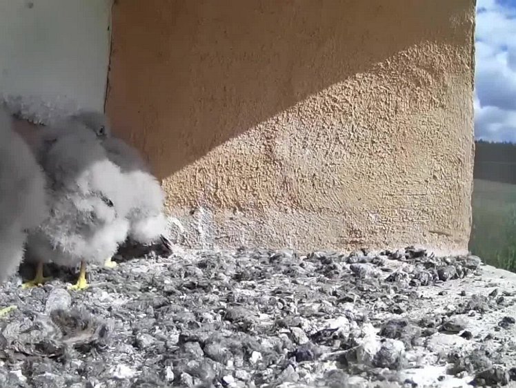 20210729_110804_edit1-1018 video 18:18 wings and feathers