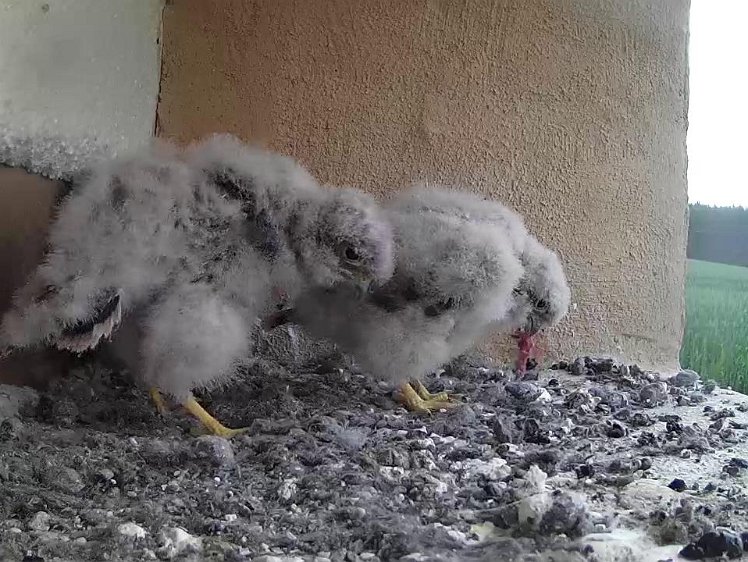 Frame_2021-07-29_06-23-31 06:23 some food left from yesterday