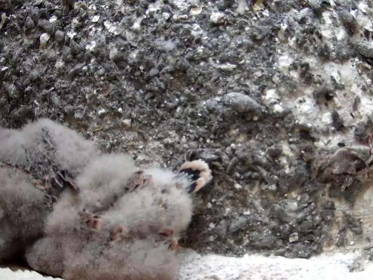 Frame_2021-07-29_07-18-24 07:18 feathers