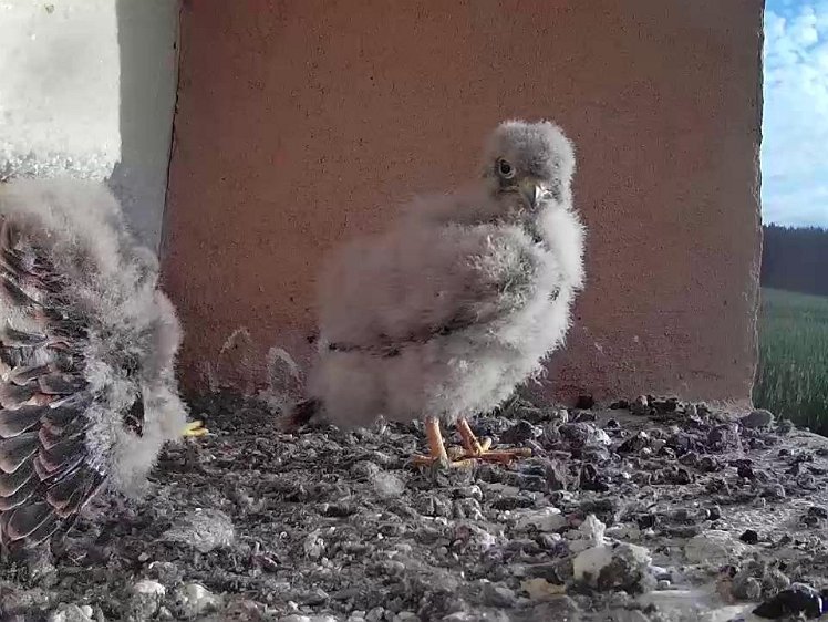 Frame_2021-07-29_07-36-06 07:36 feathers