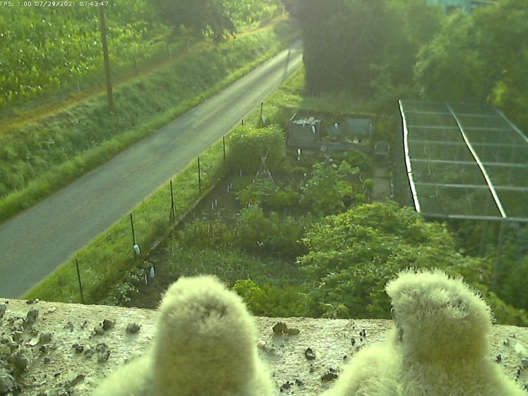 Frame_2021-07-29_07-43-47 07:43 hoping food will arrive?