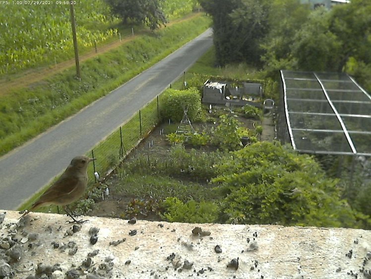 Frame_2021-07-29_09-58-20 09:58 a black redstart in the wrong nest