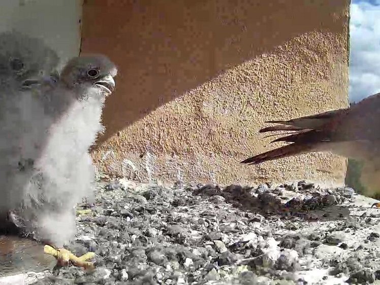 Frame_2021-07-29_10-16-49 10:16 the hen arrives with food