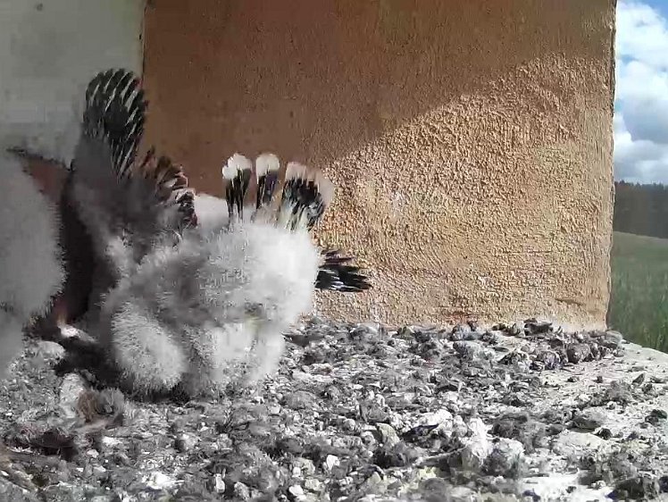 Frame_2021-07-29_10-18-50 10:18 feathers