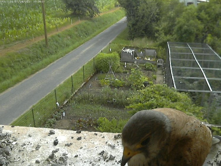 Frame_2021-07-29_10-36-01 10:36 the cock brings a mouse