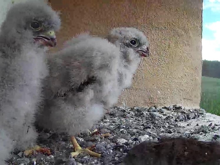 Frame_2021-07-29_10-36-06 10:36 the cock brings a mouse